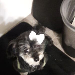 Meet your Posher, Priscilla